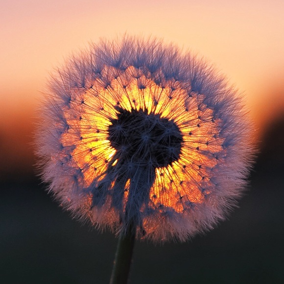 Meet your Posher, Sandra - Picture 1 of 1